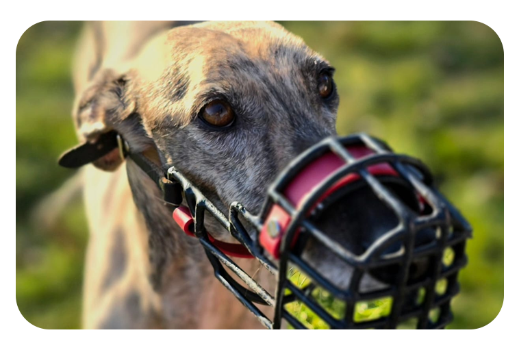 leistungen Nina 2 Maulkorb