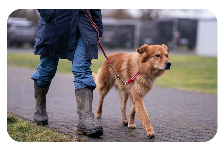 leistungen nina board&train